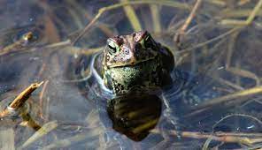 Amphibians normally hatch from eggs laid in or near water and began life as aquatic larvae with gills. Toads Help Your Garden Grow Here S How To Attract Them Hobby Farms