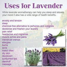 Things To Do With Lavender Lavender Benefits Lavender Aromatherapy Raw For Beauty