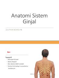 Facebook twitter pinterest whatsapp print. Anatomi Ginjal Blok Sistem Urinaria 2021 Kidney Abdomen
