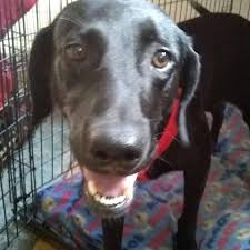 Labrador Retriever Rescue Ct Inc Home Facebook