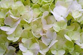 How do i get purple hydrangea flowers, how do i get white hydrangea flowers, and do all hydrangeas change color? Close Up Beautiful Floral Green White Hydrangea Flowers Stock Photo Picture And Royalty Free Image Image 39815962