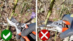 Wann soll man rosen schneiden? Rosenschnitt So Schneiden Sie Rosen Richtig Mdr De