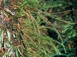 Image result for Grammitis