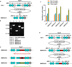 Maybe you would like to learn more about one of these? Engineering The Acyltransferase Domain Of Epothilone Polyketide Synthase To Alter The Substrate Specificity Microbial Cell Factories Full Text