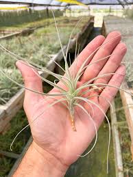 Image result for Xyris straminea