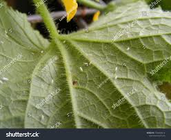 Image result for whitefly in cucumber