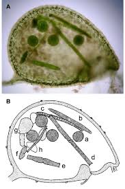 Image result for Utricularia sp.no.1