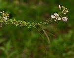 Image result for Cleome oxyphylla