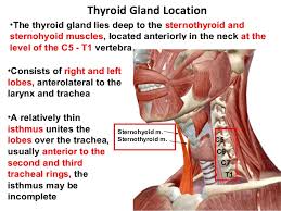 The thyroid is a very vascular organ and is surrounded by a sheath. Clinical Anatomy Of Thyroid Gland