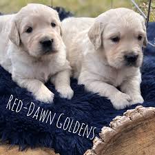 We call it home and we're happy to share it with you. Temperament Testing Juliet S Golden Retriever Litter Red Dawn Golden Retrievers