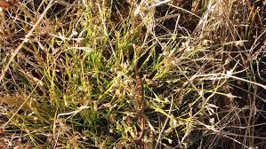 Image result for Isolepis setacea