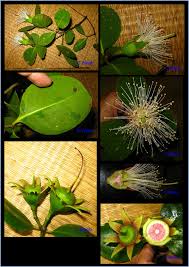 Image result for Sonneratia