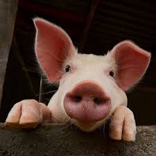 Curious Piggycurious Piggy Curious Piggycurious Piggy Pet Pigs Cute Pigs Cute Baby Pigs