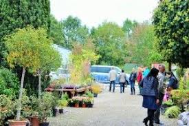 Verkaufsgarten Neumalsch Pflanzen Kaufen Baumschule Pflanzen