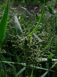 Image result for Panicum pilgeri