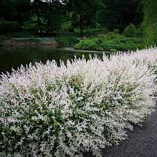 See more ideas about dappled willow, garden shrubs, shrubs. Dappled Willow For Sale Online The Greenhouse