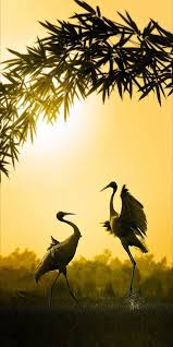 20 Animais Em Acao Fotos Incriveis Wildlife Beautiful Birds Animals Beautiful Animals