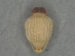 Image result for Eleocharis mutata