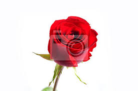 Jetzt die vektorgrafik rose rote blume auf weißer hintergrund herunterladen. Die Rote Rose Im Weissen Hintergrund Fototapete Fototapeten Close Up Jahrestag Bluhen Myloview De