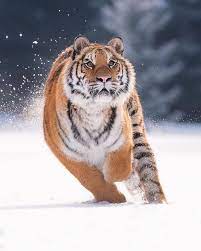 Best Animal Photography Photography Animal Photography Wildlife Majestic Animals Wild Animals Photography