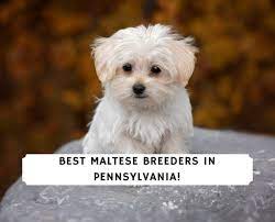 Maybe you would like to learn more about one of these? 5 Best Maltese Breeders In Pennsylvania 2021 We Love Doodles