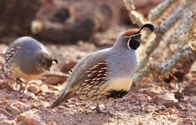 Birds Of The Southwestern Desert The Gambel S Quail Quail Surviving In The Wild Birds