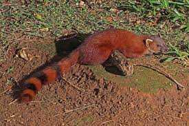 They are quite playful and are active during the day. Ring Tailed Vontsira Wikipedia