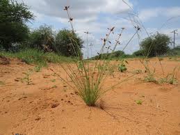 Image result for Bulbostylis hispidula