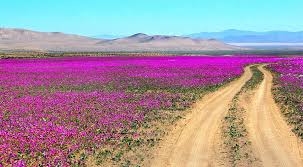 May 14, 2021 · these beautiful flowering plants grow from bulbs, which could easily be mistaken as onion bulbs. How The Atacama Desert Has Been Painted Pink With Flowers Another