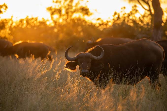 Kruger National Park Elephant Safari South Africa
