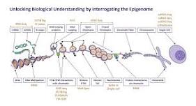 An Epigenetics Assay Playbook for Modern Drug Discovery