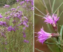 Image result for Vernonanthura