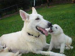 We produce healthy, well adjusted, beautiful german shepherd puppies at a reasonable price for those who want the perfect pet or trusted guard dog. 5 Common Questions About The White German Shepherd Animalso