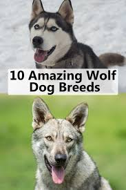 10 Amazing Wolf Dog Breeds Wolf Dog Breeds Family Dogs Breeds Dog Breeds