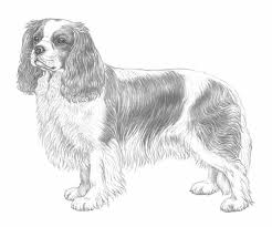 A cute little schnauzer puppy with tennis ball. 4 Dogs Coloring Pages Novocom Top