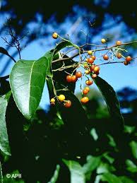 Image result for Ehretia cymosa