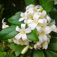 Image result for Murraya paniculata