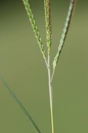 Image result for Dichanthium