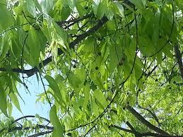 I have dozens of hackberry trees on my half acre homestead in wisconsin, and i really like them. What Is A Sugarberry Tree Learn About Sugar Hackberry Trees Dummer Garden Manage Gfinger Es La App De Jardineria Mas Profesional