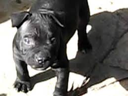 We did not find results for: Cachorro Pitbull Youtube