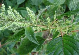 Image result for Amaranthus spinosus