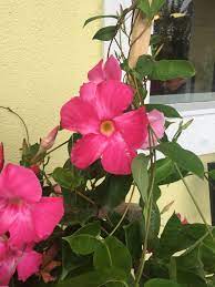 The most elegant vine for shade, climbing hydrangea bears flattened clusters of fluffy white flowers in summer. It S Not A Hibiscus Climbing Vines Hibiscus Flowers