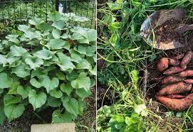 How To Grow Sweet Potatoes In Containers Gardening Chores