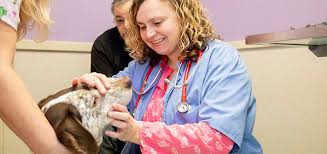 Maybe you would like to learn more about one of these? Veterinary Dentist In Clemmons North Carolina Clemmons Vet Dentist