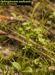 Image result for Ophioglossum gomezianum