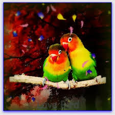 Flying birds & love birds images. Love Birds Live Wallpaper On Google Play Reviews Stats