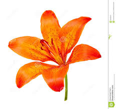 Black And White Lily Clipart Free Free Download Orange Tiger Lily Clipart For Your Creation Tiger Lily Lily Flower Flowers