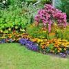 Annual flowers, or annuals, have a lifespan of one year, rather than occurring yearly as the name might suggest. 1