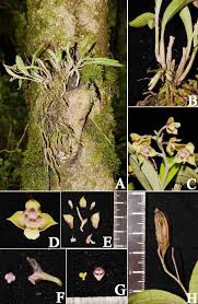 Image result for Polystachya kermesina