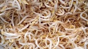 Banyak yang bilang jika pria ingin subur, konsumsilah toge, sedangkan perempuan yang mengonsumsi tauge akan membuat rahimnya gampang dibajak. Cara Membuat Tauge Sendiri Di Rumah Mudah Banget Ide Bisnis Hasil Melimpah Youtube